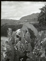 1950至2006年台灣常民生活藏品圖，第1張