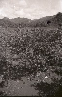 1950至2006年台灣常民生活藏品圖，第1張