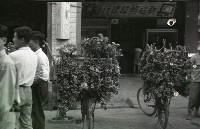1950至2006年臺灣常民生活藏品圖，第1張