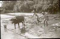 犁田（1950至2006年臺灣常民生活）藏品圖，第1張