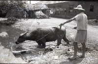 1950至2006年臺灣常民生活藏品圖，第1張