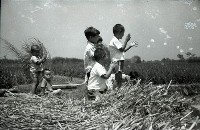 1950至2006年臺灣常民生活藏品圖，第1張