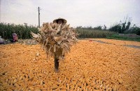 收成（1950至2006年臺灣常民生活）藏品圖，第1張