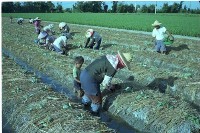 插新苗（1950至2006年臺灣常民生活）藏品圖，第1張