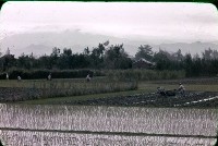 〈雨後〉（1950至2006年臺灣常民生活）藏品圖，第1張