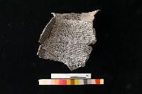 陶罐藏品圖，第2張