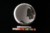 陶缽藏品圖，第3張