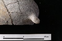 陶缽藏品圖，第7張