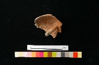 陶蓋藏品圖，第3張