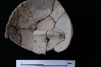 陶蓋藏品圖，第4張