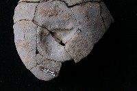 陶蓋藏品圖，第5張