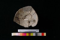 陶蓋藏品圖，第7張