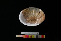 陶蓋藏品圖，第5張