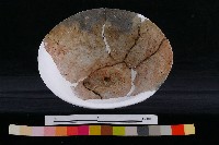 陶蓋藏品圖，第9張