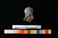 獸足藏品圖，第3張