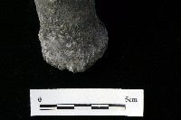 獸足藏品圖，第5張