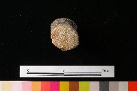 獸足藏品圖，第5張