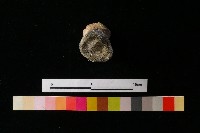 獸足藏品圖，第6張