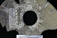 陶罐藏品圖，第1張