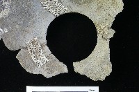 陶罐藏品圖，第3張