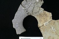 陶罐藏品圖，第3張