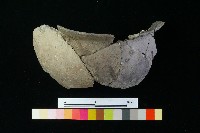 陶罐藏品圖，第3張