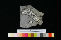 陶缽藏品圖，第2張