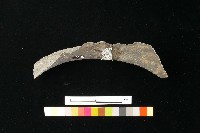 陶缸藏品圖，第3張