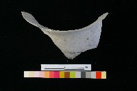 陶罐藏品圖，第3張