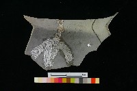 陶罐藏品圖，第2張