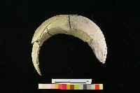 陶罐藏品圖，第1張