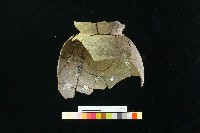 陶罐藏品圖，第6張