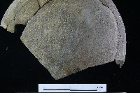 陶罐藏品圖，第8張