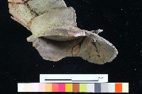 豆形器藏品圖，第3張