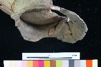 豆形器藏品圖，第4張