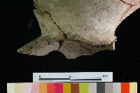 豆形器藏品圖，第5張