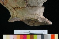 豆形器藏品圖，第6張