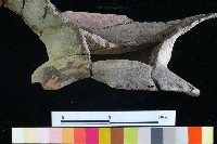 豆形器藏品圖，第7張