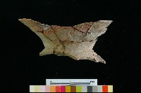 豆形器藏品圖，第10張