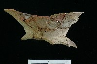 豆形器藏品圖，第11張