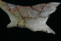 豆形器藏品圖，第12張