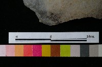 陶罐藏品圖，第3張