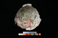 陶罐藏品圖，第3張