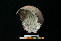 陶罐藏品圖，第5張