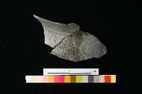 陶罐藏品圖，第3張