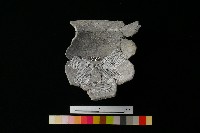 陶罐藏品圖，第3張