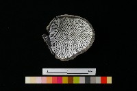 陶缽藏品圖，第4張