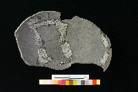 陶片藏品圖，第1張