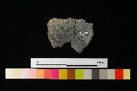 陶片藏品圖，第1張