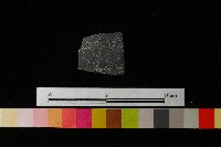 陶片藏品圖，第2張